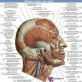 Жевательные мышцы: простая анатомия важных составляющих нашего рта Латеральная крыловидная мышца функции