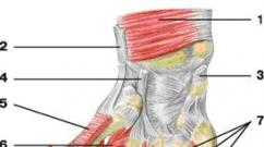Мышцы возвышения большого пальца кисти musculus abductor, oris m – отводящая мышца