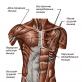 Анатомия грудных мышц Большая грудная мышца роль в организме