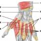 Длинная мышца, отводящая большой палец кисти Мышцы свободной верхней конечности